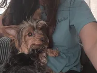 Female Yorkie , a female Yorkshire Terrier for sale in Erie, CO – 3 of 3