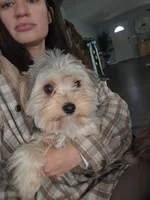 Dallas, a male Yorkshire Terrier for sale in Erie, CO – 4 of 4