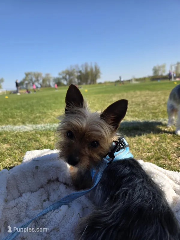 Male Yorkie – Yorkshire Terrier puppy for sale in Erie, CO