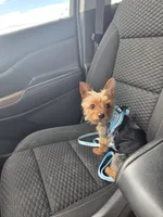 Male Yorkie, a male Yorkshire Terrier for sale in Erie, CO – 2 of 4