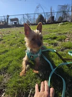 Male Yorkie, a male Yorkshire Terrier for sale in Erie, CO – 4 of 4