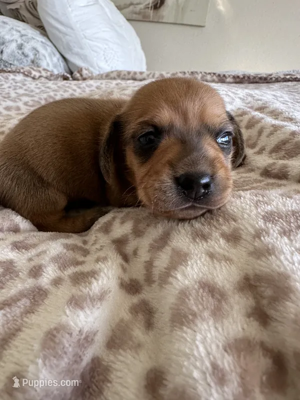 Taki – Miniature Dachshund puppy for sale in San Diego, CA