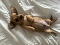 Taki, a male Miniature Dachshund for sale in San Diego, CA – 6 of 10