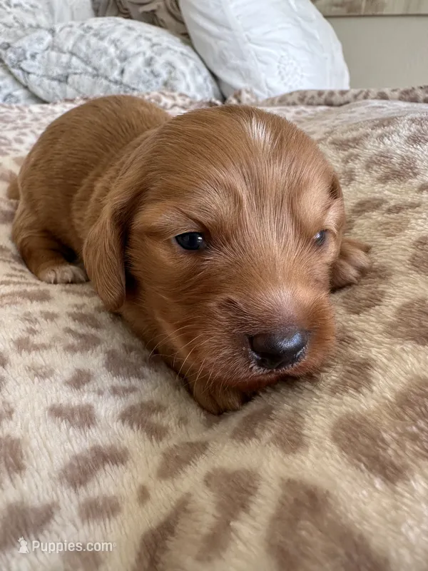  Cheeto – Miniature Dachshund puppy for sale in San Diego, CA