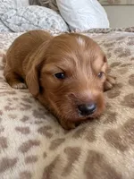  Cheeto, a male Miniature Dachshund for sale in San Diego, CA – 1 of 6