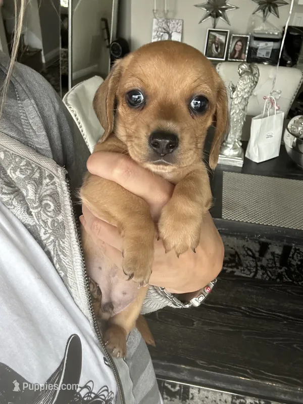 Taki – Miniature Dachshund puppy for sale in San Diego, CA