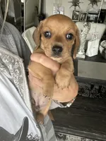 Taki, a male Miniature Dachshund for sale in San Diego, CA – 4 of 10