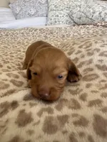 Mochi , a female Miniature Dachshund for sale in San Diego, CA – 3 of 6