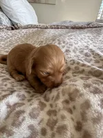 Mochi , a female Miniature Dachshund for sale in San Diego, CA – 2 of 6