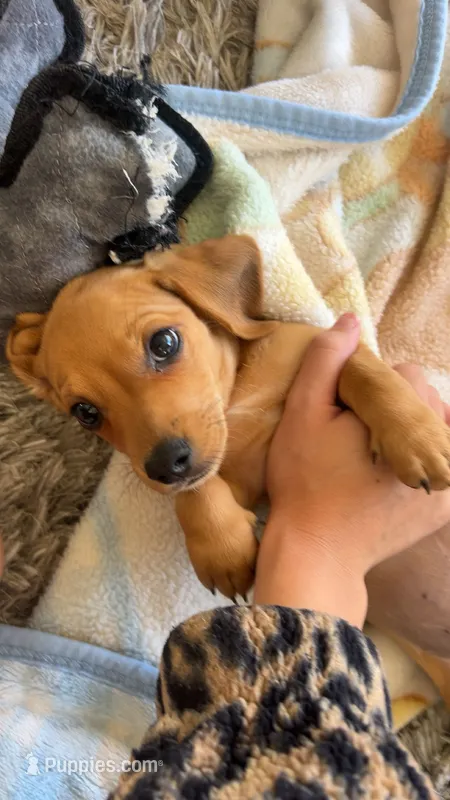 Taki – Miniature Dachshund puppy for sale in San Diego, CA