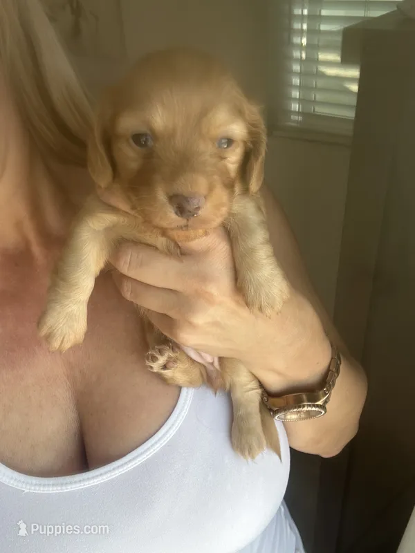 Mochi  – Miniature Dachshund puppy for sale in San Diego, CA