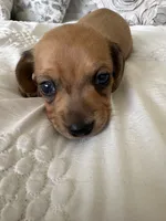Taki, a male Miniature Dachshund for sale in San Diego, CA – 5 of 10