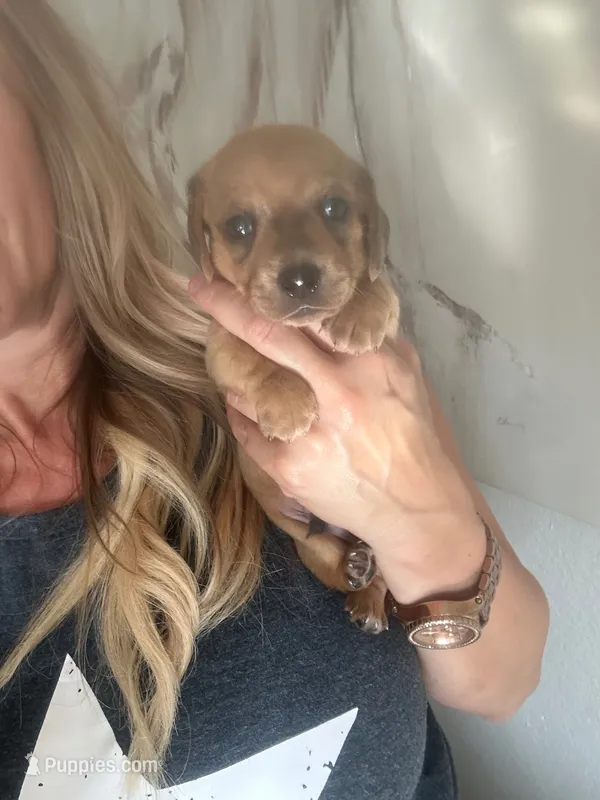 Taki – Miniature Dachshund puppy for sale in San Diego, CA