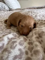 Mochi , a female Miniature Dachshund for sale in San Diego, CA – 1 of 6