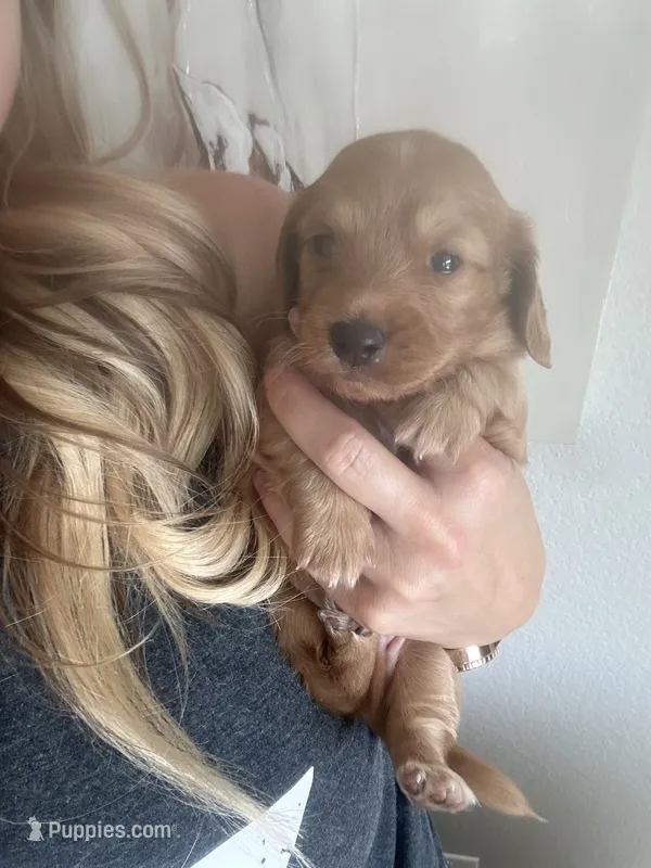  Cheeto – Miniature Dachshund puppy for sale in San Diego, CA