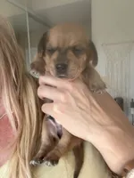Taki, a male Miniature Dachshund for sale in San Diego, CA – 3 of 6