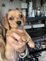 Taki, a male Miniature Dachshund for sale in San Diego, CA – 1 of 10