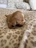 Frito, a male Miniature Dachshund for sale in San Diego, CA – 6 of 6