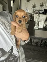 Taki, a male Miniature Dachshund for sale in San Diego, CA – 9 of 10