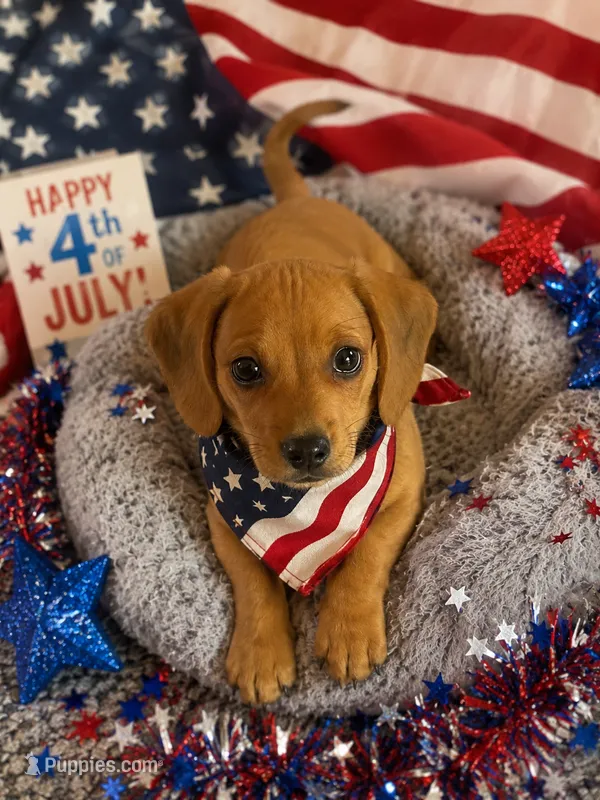 Taki – Miniature Dachshund puppy for sale in San Diego, CA