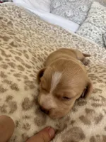 Frito, a male Miniature Dachshund for sale in San Diego, CA – 5 of 6