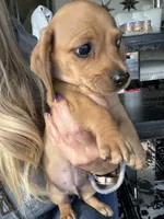 Taki, a male Miniature Dachshund for sale in San Diego, CA – 3 of 10