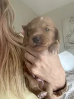  Cheeto, a male Miniature Dachshund for sale in San Diego, CA – 2 of 6