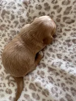  Cheeto, a male Miniature Dachshund for sale in San Diego, CA – 6 of 6