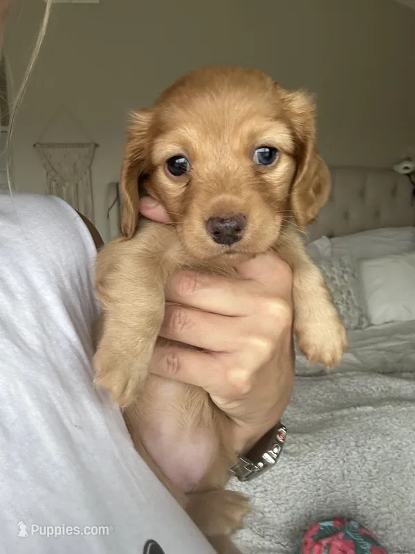  Cheeto – Miniature Dachshund puppy for sale in San Diego, CA
