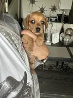 Taki, a male Miniature Dachshund for sale in San Diego, CA – 8 of 10