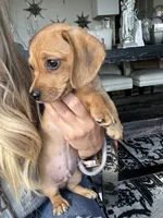 Taki, a male Miniature Dachshund for sale in San Diego, CA – 2 of 10