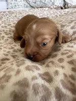  Cheeto, a male Miniature Dachshund for sale in San Diego, CA – 4 of 6