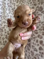 Mochi , a female Miniature Dachshund for sale in San Diego, CA – 5 of 6