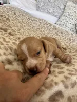 Frito, a male Miniature Dachshund for sale in San Diego, CA – 3 of 6