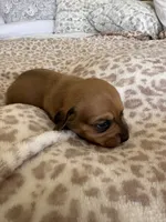 Taki, a male Miniature Dachshund for sale in San Diego, CA – 5 of 6