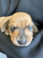 Taki, a male Miniature Dachshund for sale in San Diego, CA – 6 of 6
