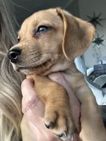 Taki, a male Miniature Dachshund for sale in San Diego, CA – 10 of 10
