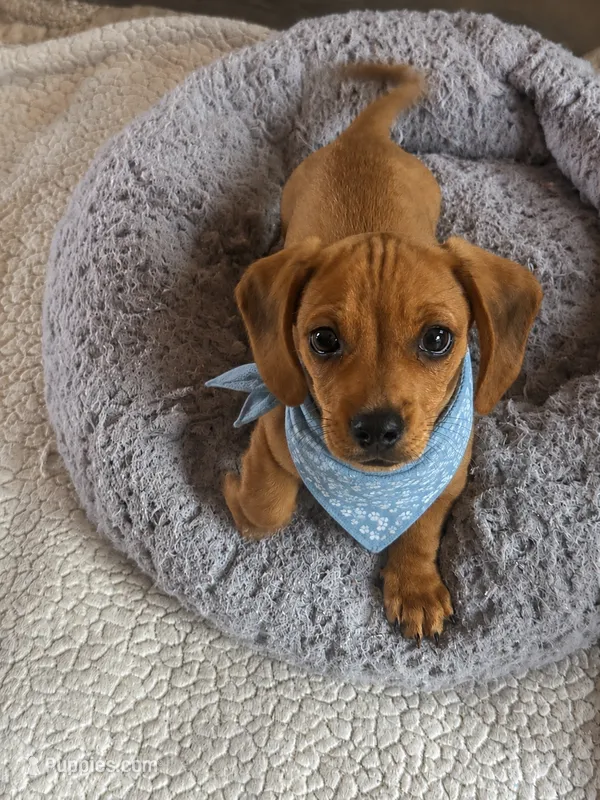 Taki – Miniature Dachshund puppy for sale in San Diego, CA