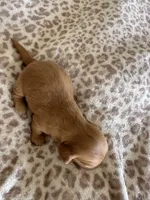 Mochi , a female Miniature Dachshund for sale in San Diego, CA – 6 of 6