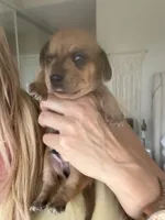 Taki, a male Miniature Dachshund for sale in San Diego, CA – 2 of 6