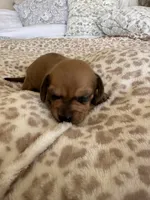 Taki, a male Miniature Dachshund for sale in San Diego, CA – 4 of 6