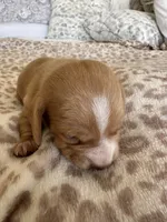 Frito, a male Miniature Dachshund for sale in San Diego, CA – 4 of 6