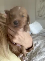  Cheeto, a male Miniature Dachshund for sale in San Diego, CA – 3 of 6