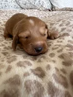  Cheeto, a male Miniature Dachshund for sale in San Diego, CA – 5 of 6