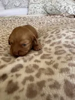 Mochi , a female Miniature Dachshund for sale in San Diego, CA – 4 of 6