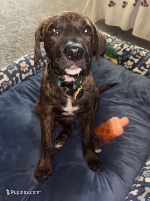 Kado  – Plott puppy for sale in Plymouth, MN