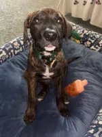 Kado , a male Plott for sale in Plymouth, MN – 1 of 1