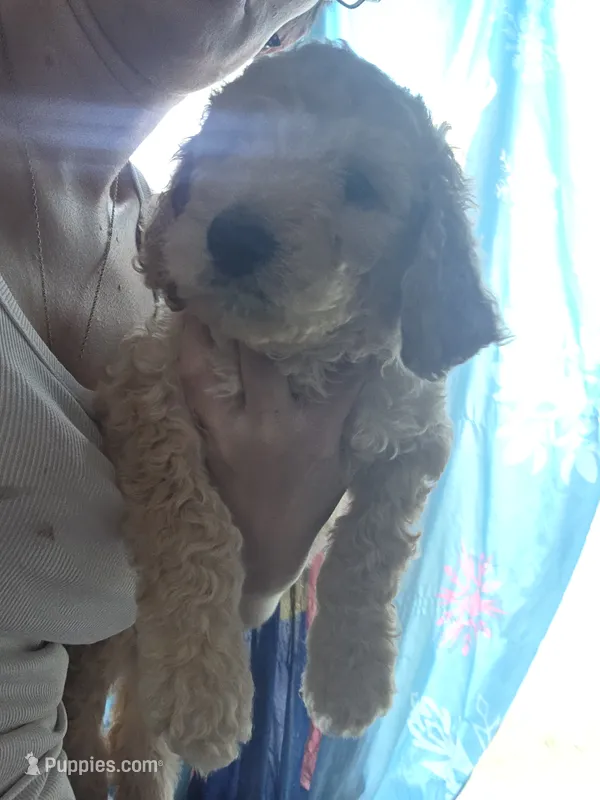 Light pink collar puppy  – Poodle - Standard  puppy on hold in Pelion, SC