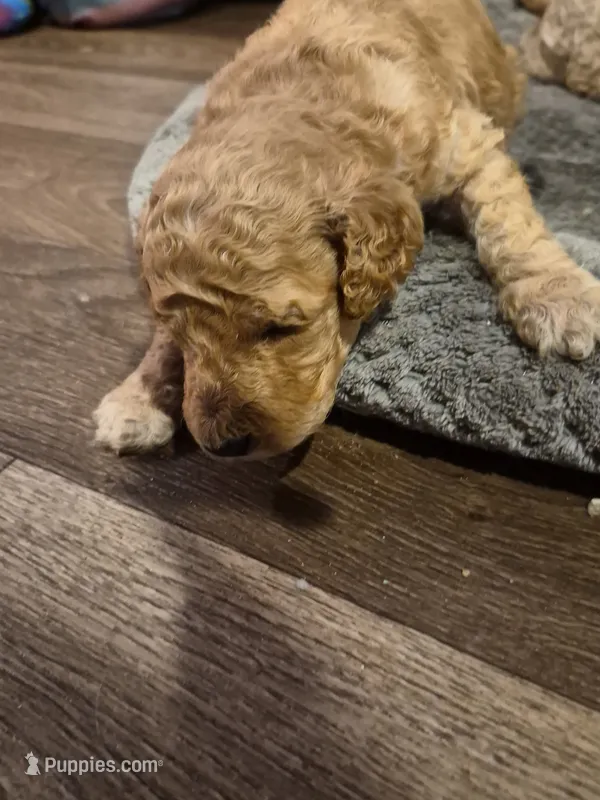 Puppy M – Poodle - Standard  puppy for sale in Pelion, SC