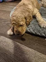 Puppy M, a male Poodle - Standard  for sale in Pelion, SC – 1 of 1